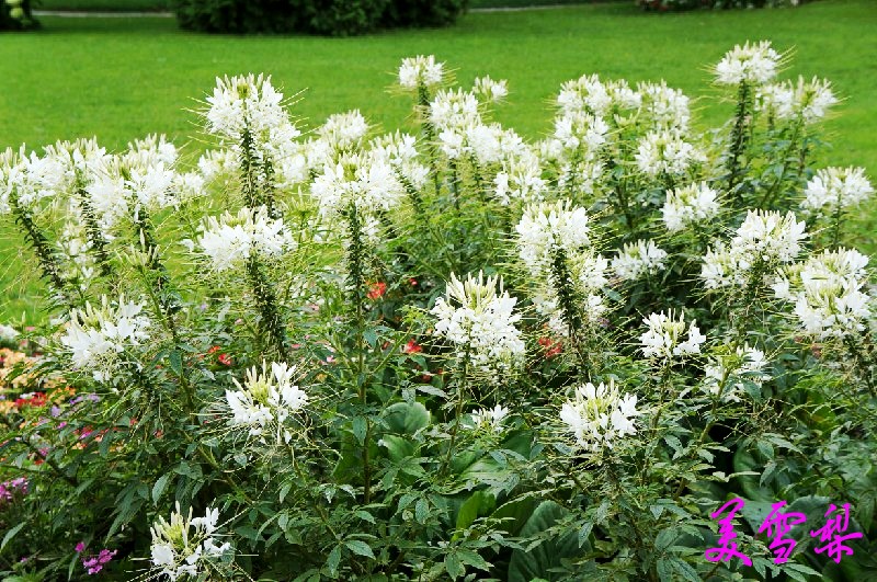 DSC0569_conew1.jpg