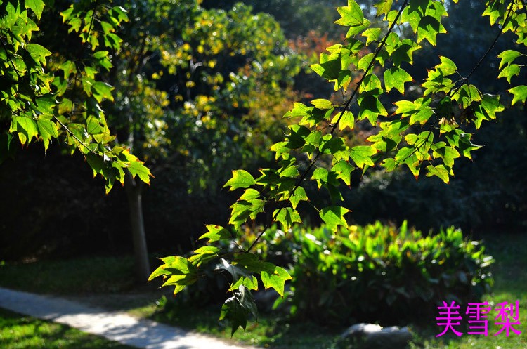 DSC_1513_conew2.jpg