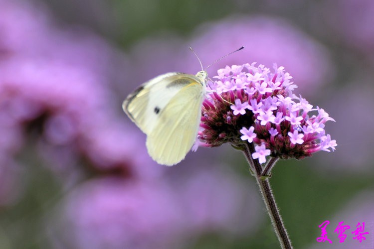 DSC_0145_conew1.jpg