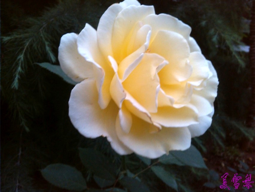 DSC_2404_conew1.jpg