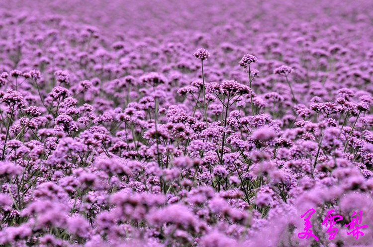 DSC_0066_conew1.jpg