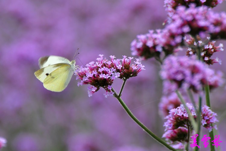 DSC_0142_conew1.jpg