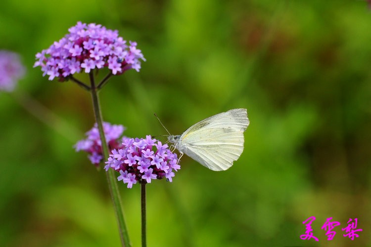 DSC_0148_conew1.jpg