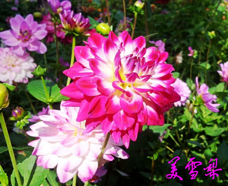 0DSC_0621_conew1.jpg