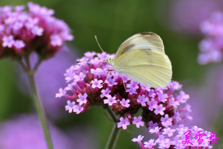 DSC_0146_conew1.jpg
