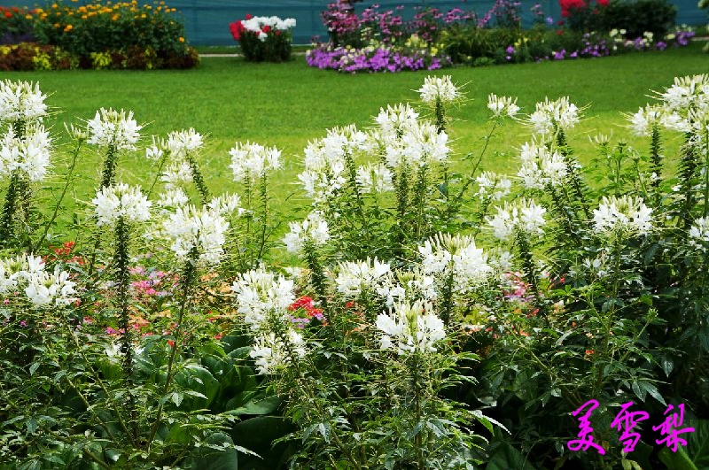 DSC_0578_conew1.jpg
