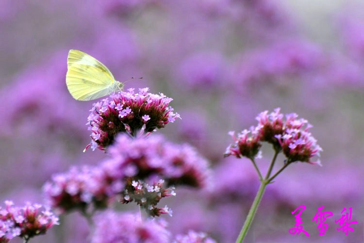 DSC_0140_conew1.jpg