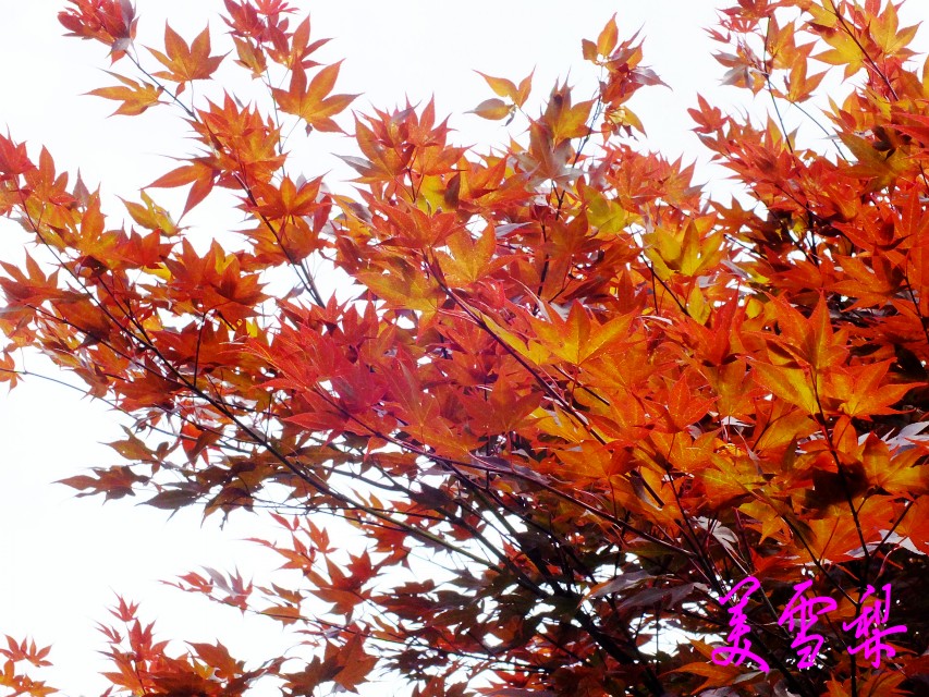 dscf1077_conew2.jpg