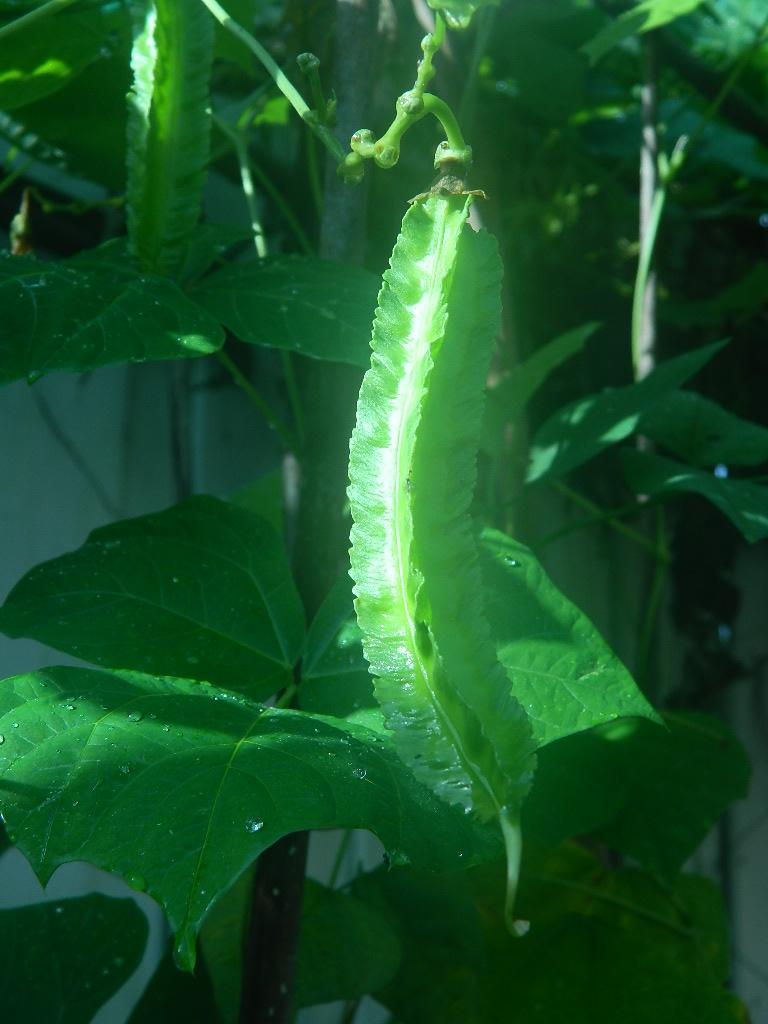 DSCN4552.JPG