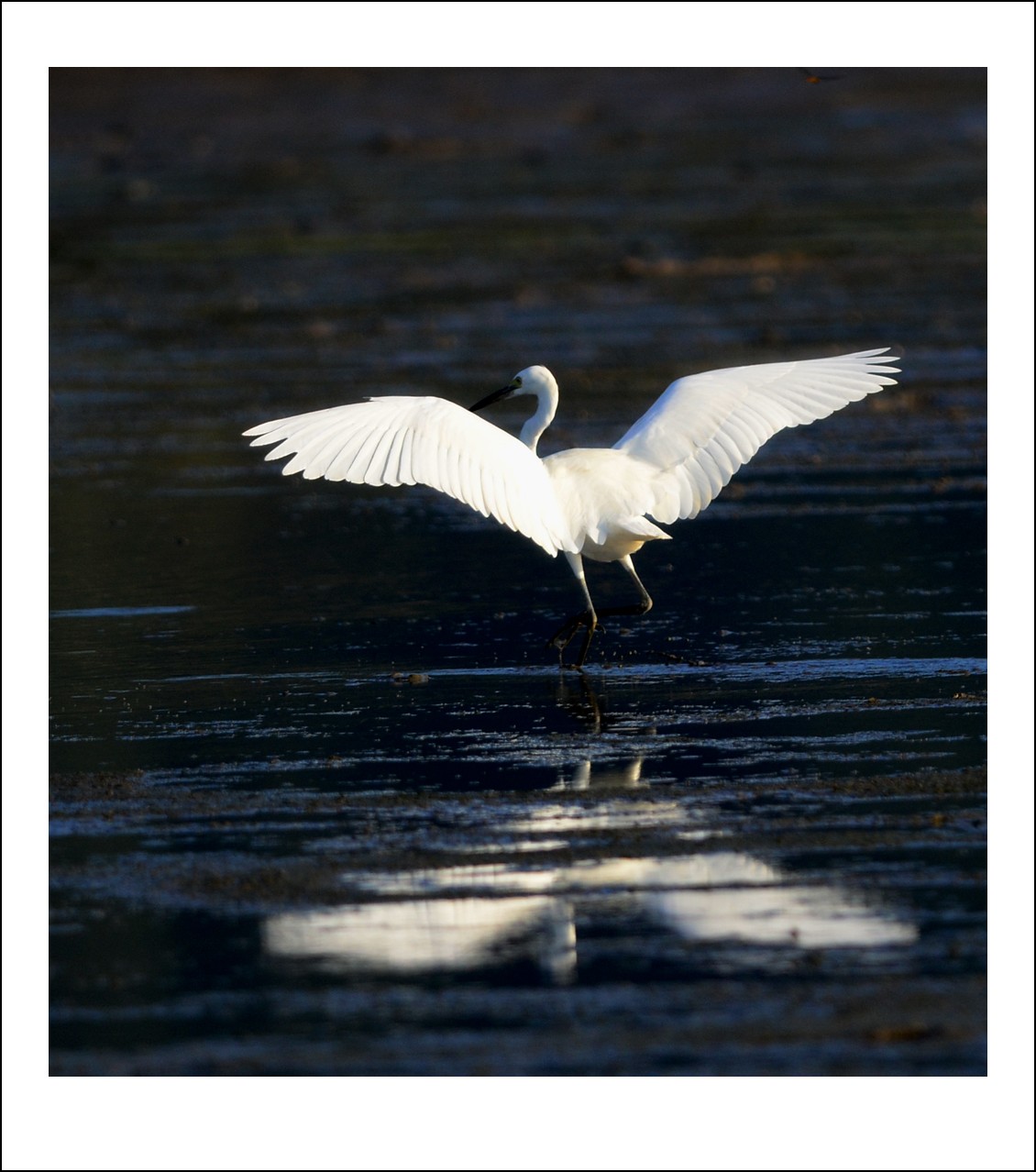 DSC_7824_conew1.jpg