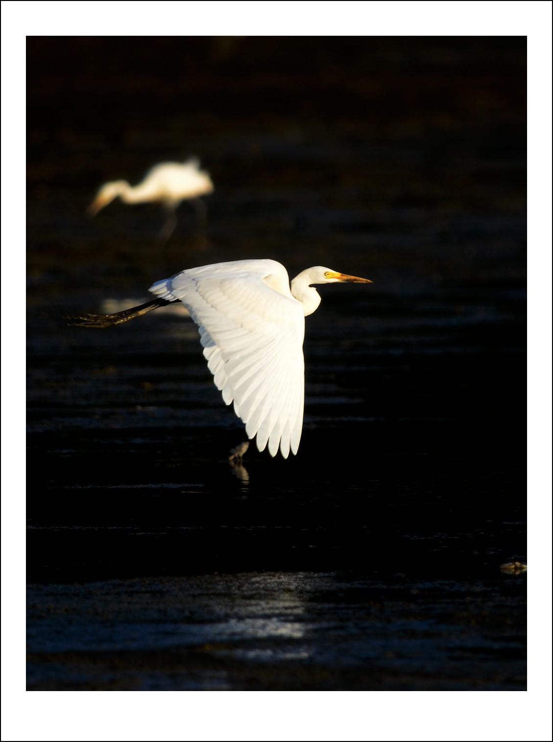 DSC_7994_conew1.jpg
