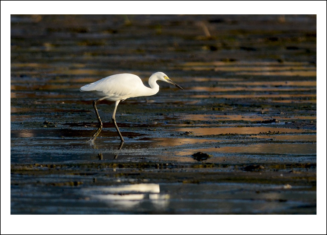 DSC_7885_conew1.jpg