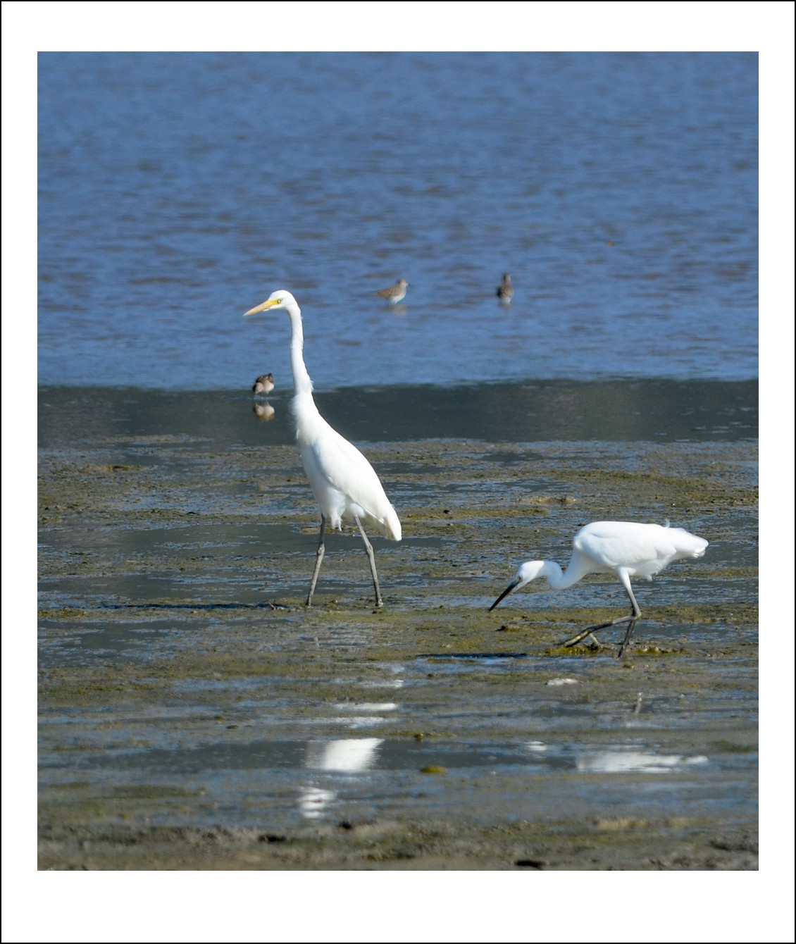DSC_6950_conew1.jpg