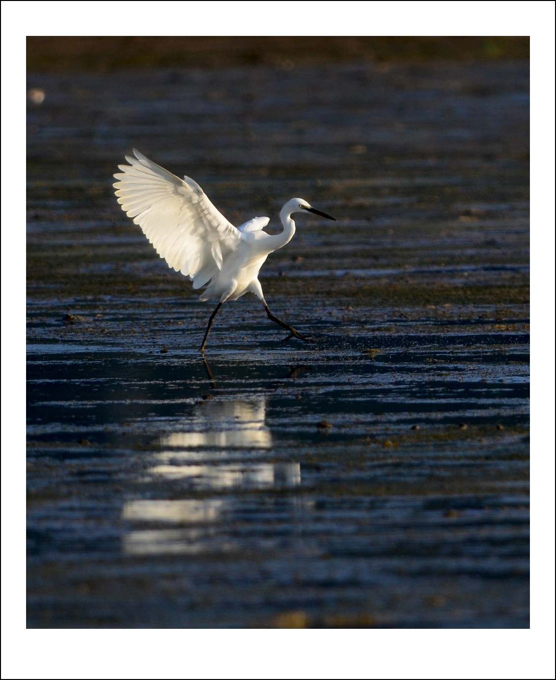 DSC_7851_conew1.jpg