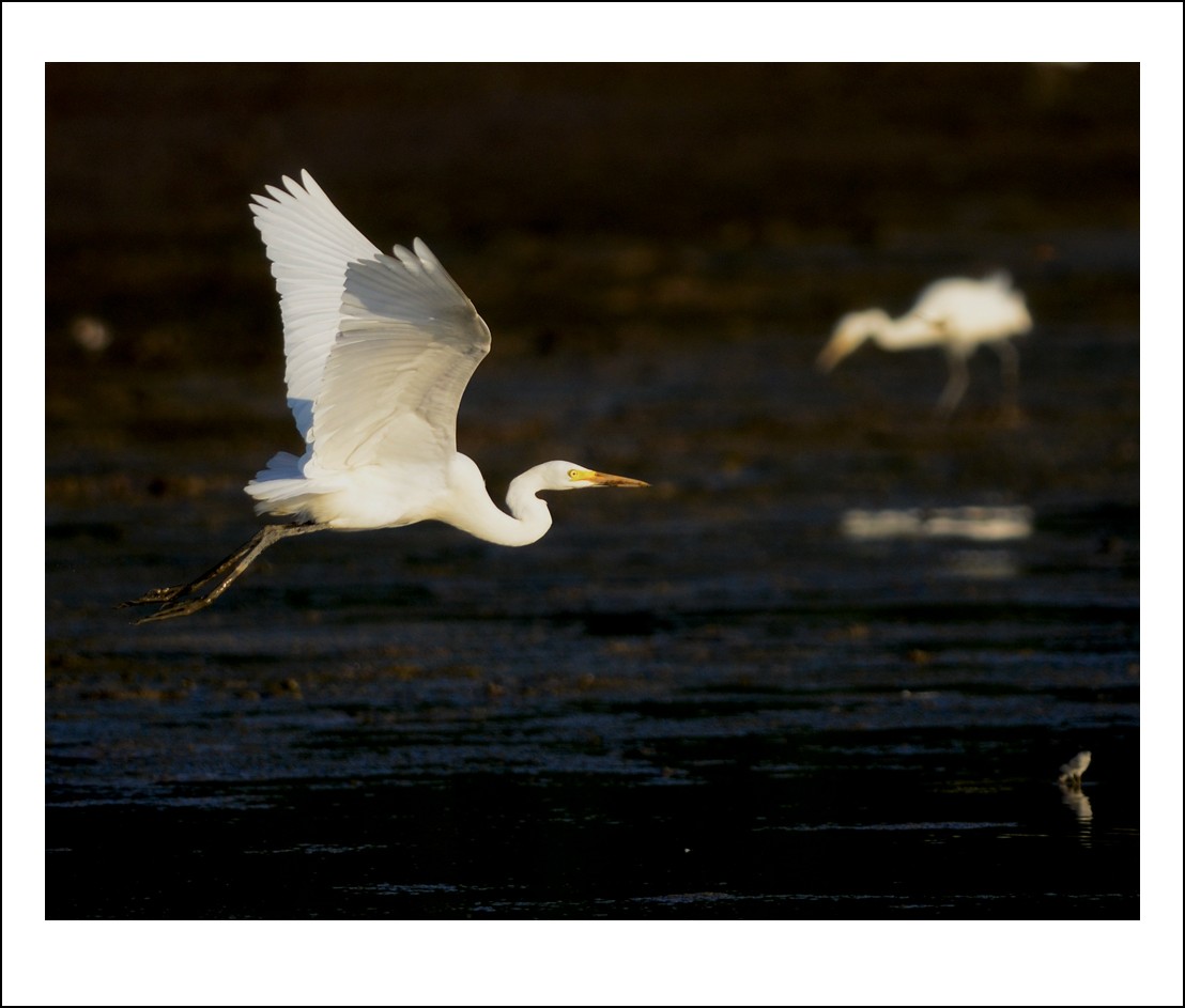 DSC_7993_conew1.jpg