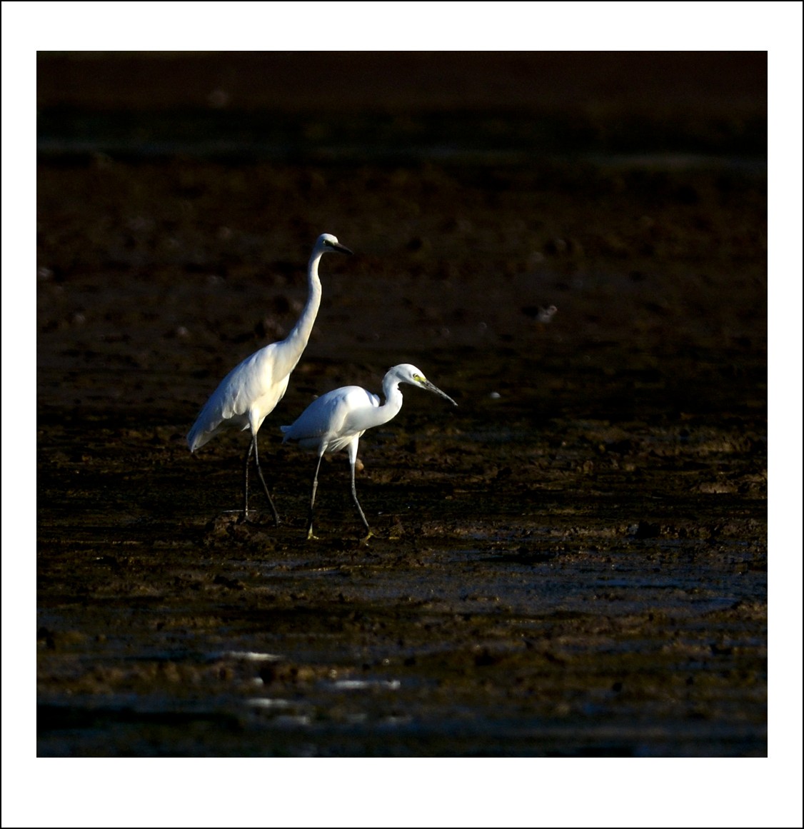 DSC_7764_conew1.jpg