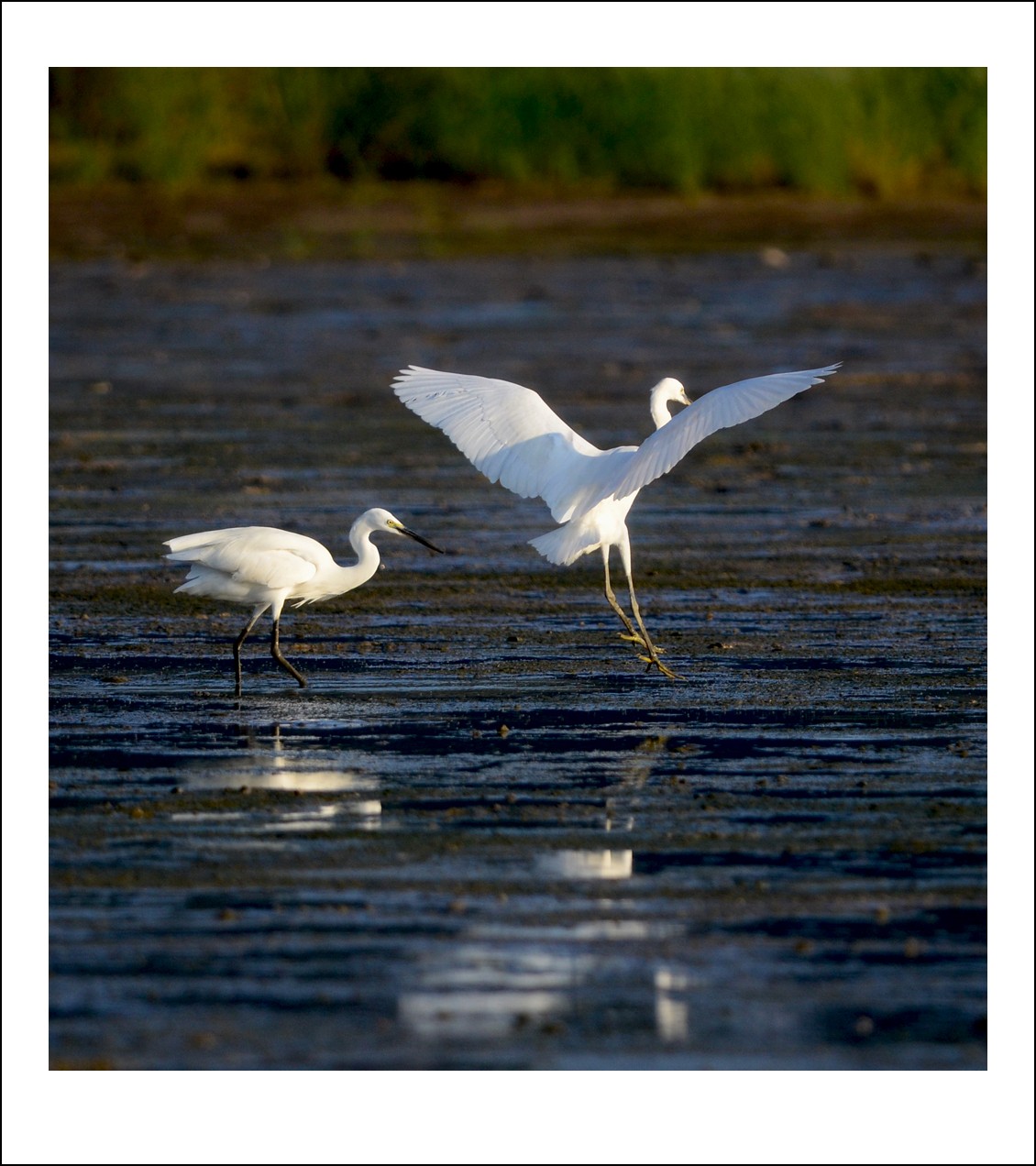 DSC_7857_conew1.jpg