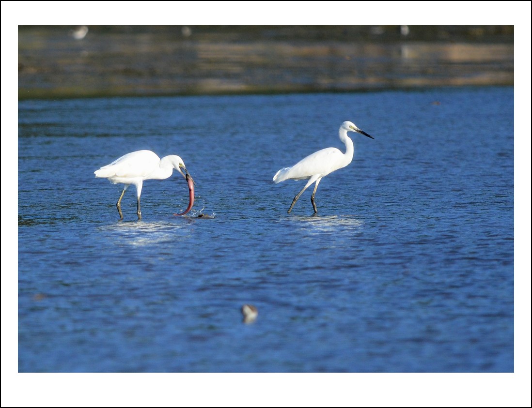 DSC_7673_conew1.jpg
