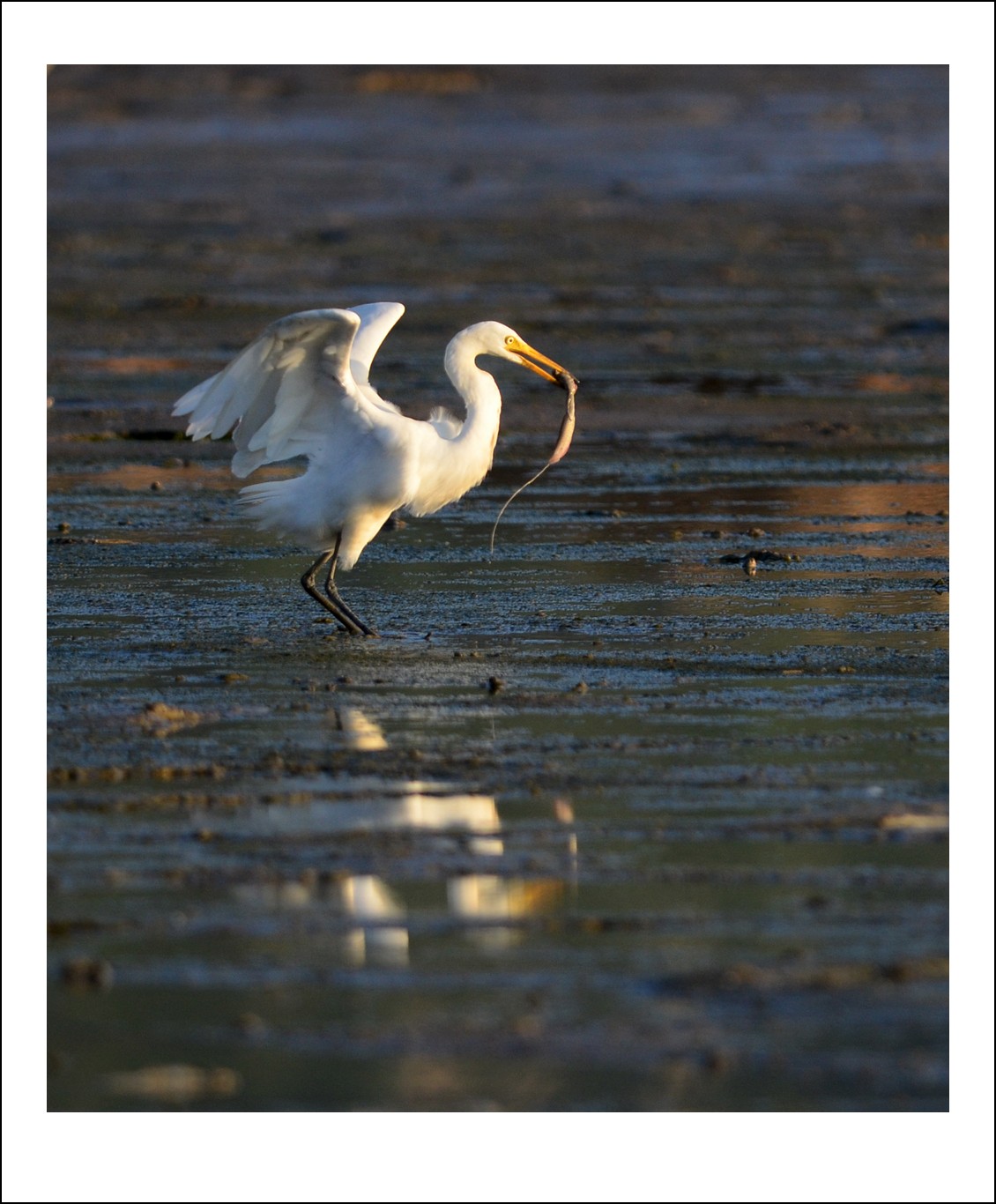 DSC_8354_conew1.jpg