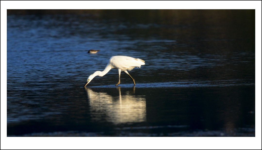 DSC_8080_conew1.jpg