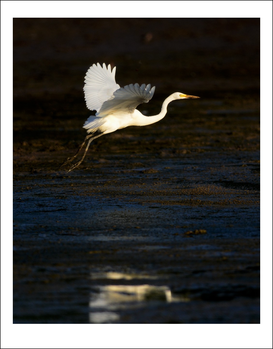 DSC_7989_conew1.jpg