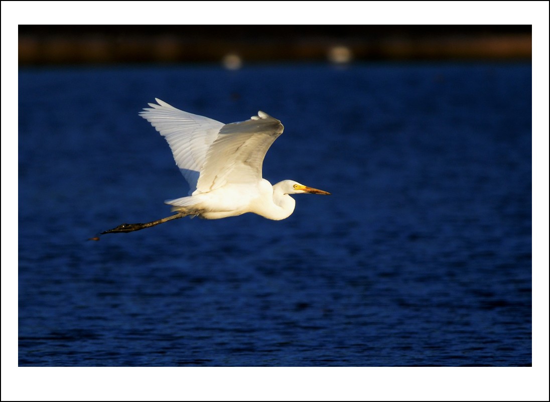 DSC_8000_conew1.jpg