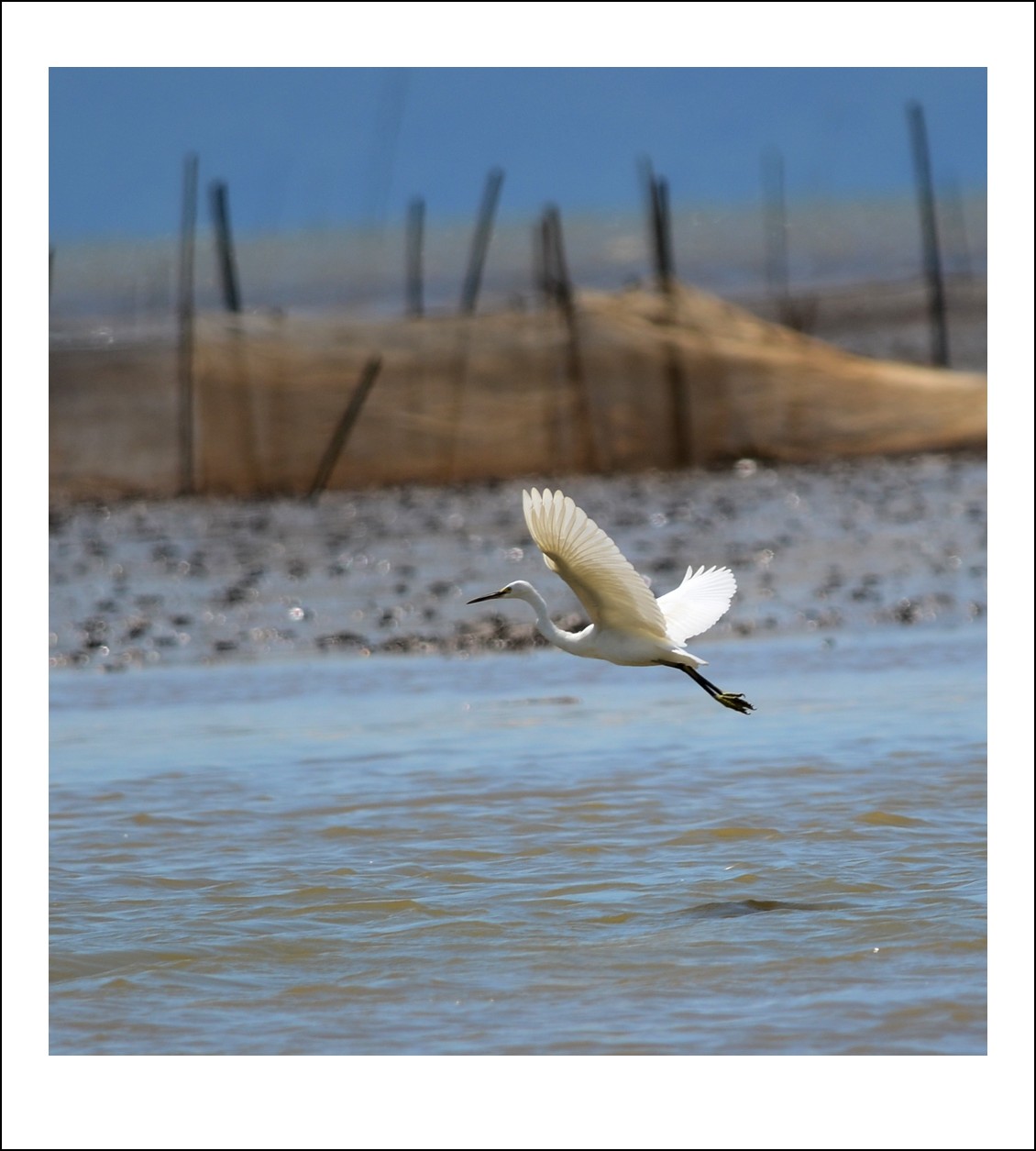 DSC_6437_conew1.jpg