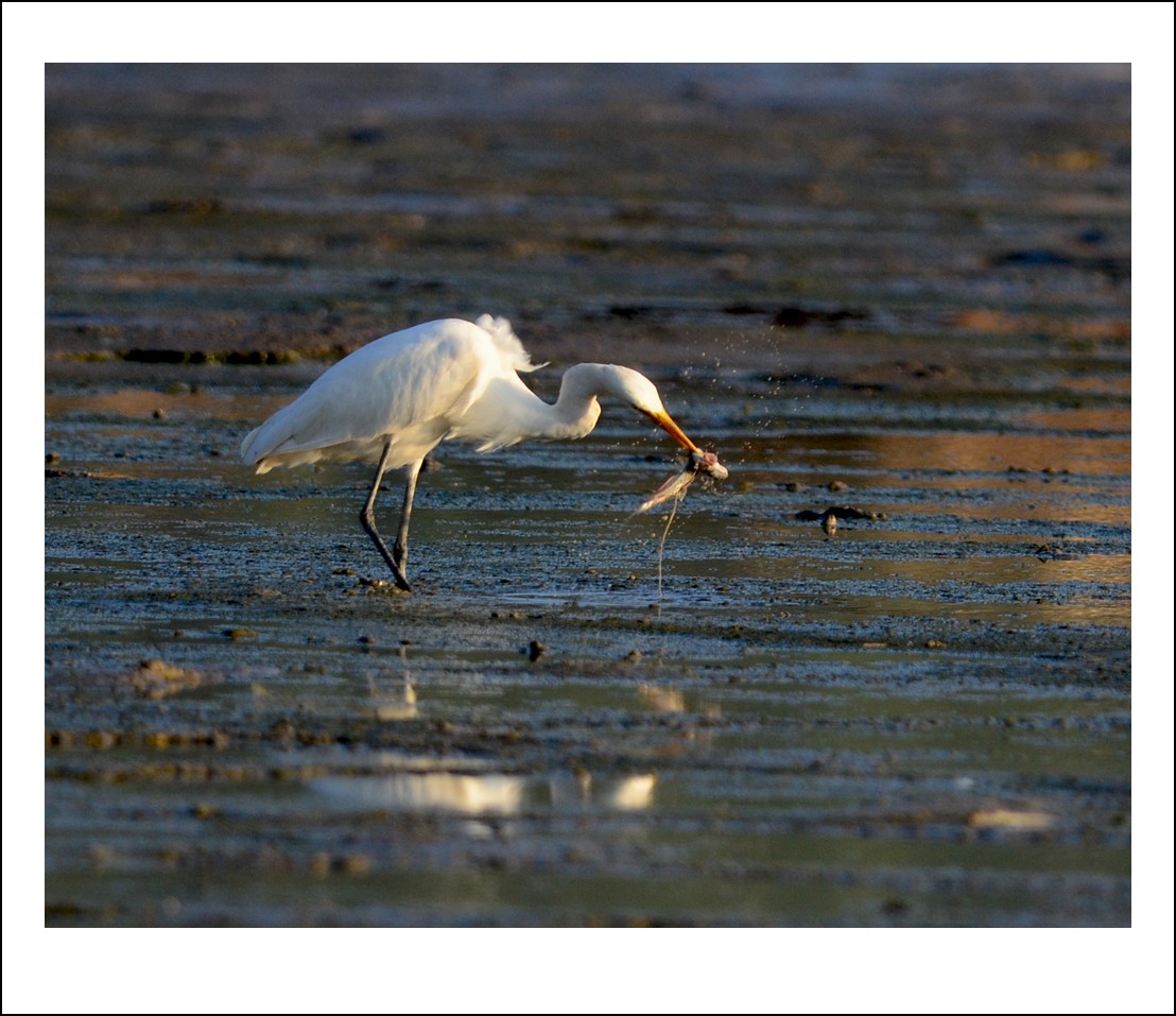 DSC_8298_conew1.jpg