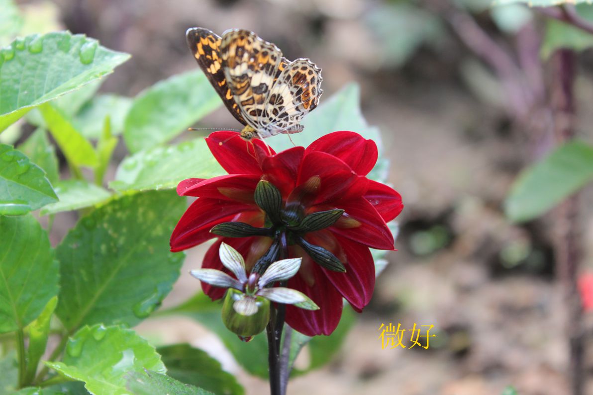 IMG_7987_.jpg