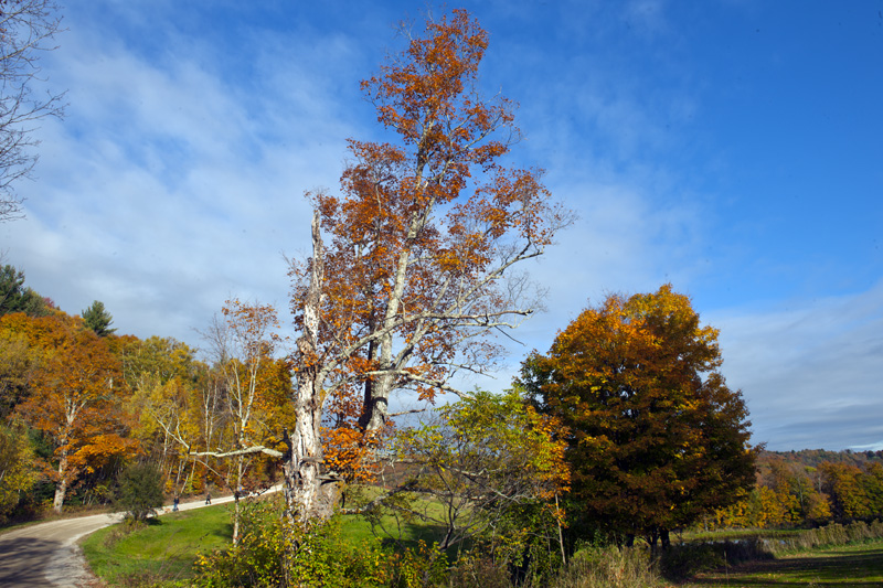 DSC_6858aa.jpg