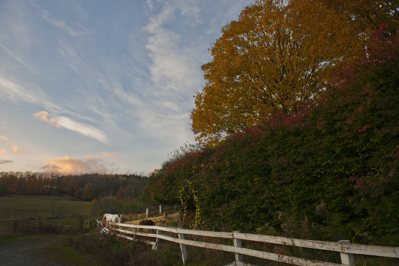 DSC_6981aa.jpg