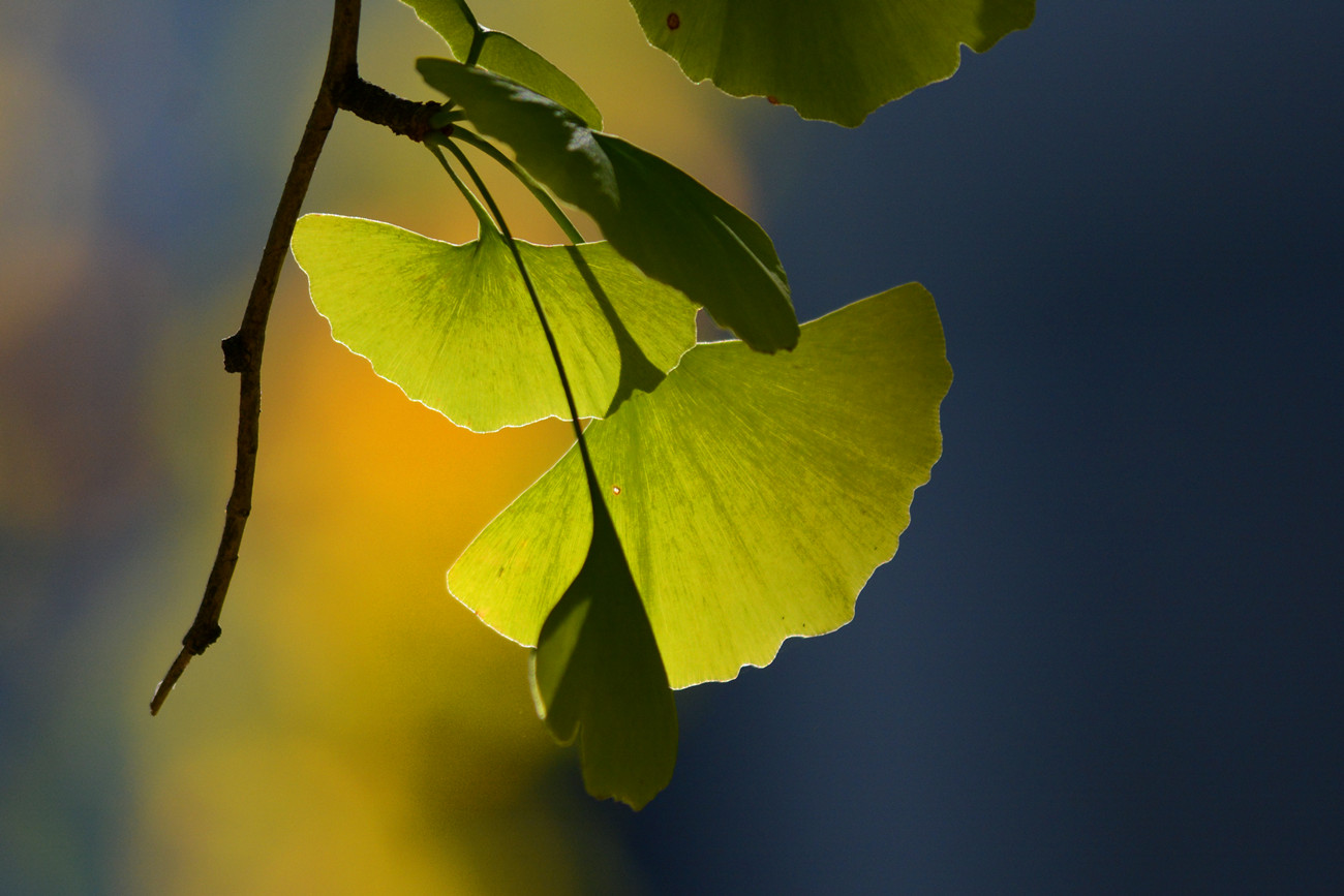 DSC_6993_49.jpg