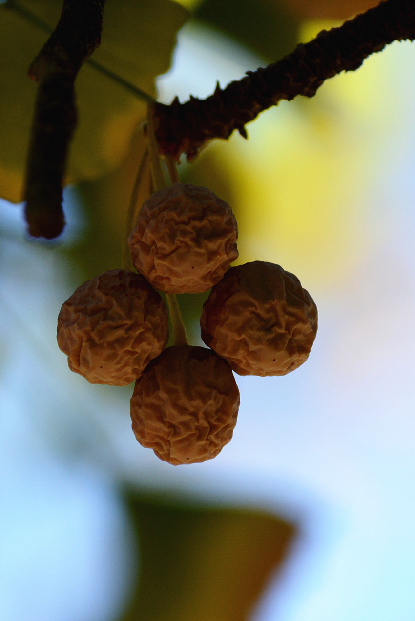 DSC_6737_16.jpg