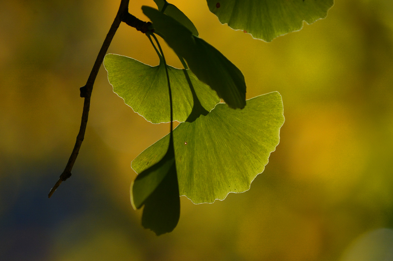 DSC_6990_48.jpg