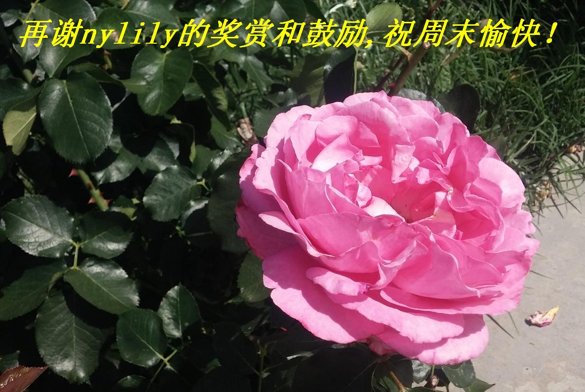 再谢nylily的奖赏和鼓励,祝周末愉快！.JPG