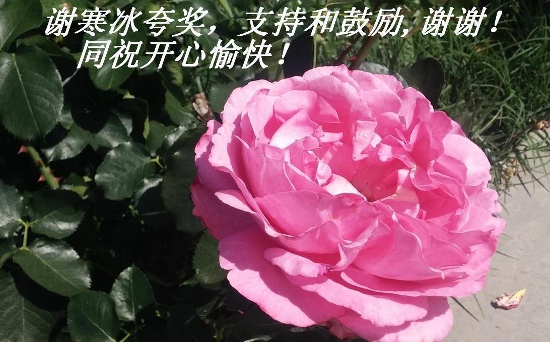 谢寒冰夸奖，支持和鼓励,谢谢！同祝开心愉快！.JPG