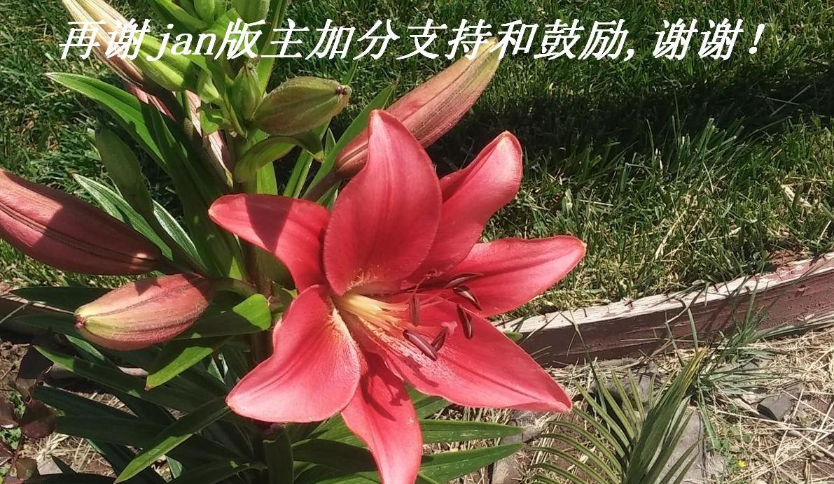 再谢jan版主加分支持和鼓励，谢谢！.JPG