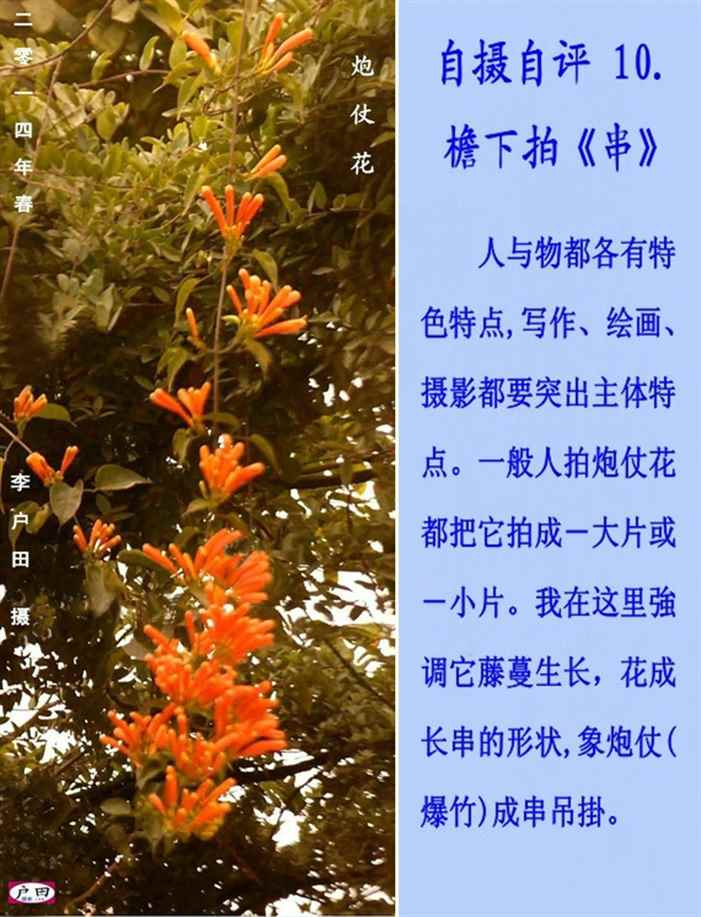 炮仗花..jpg