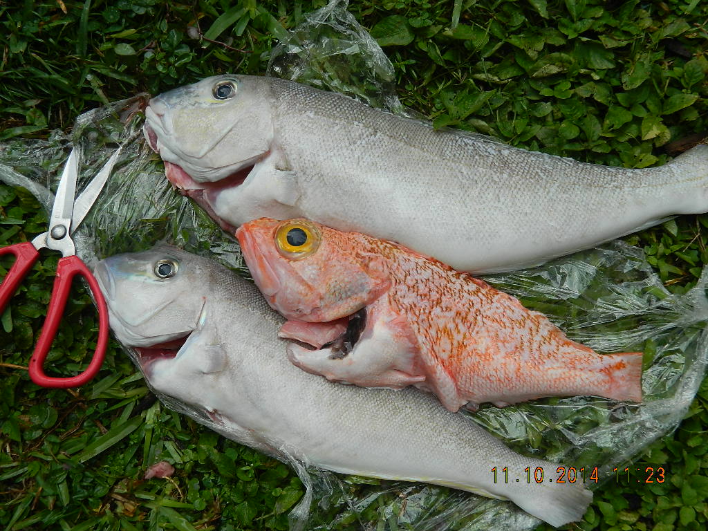 DSCN4582.JPG