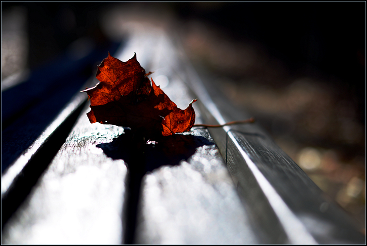 DSC_0485.jpg