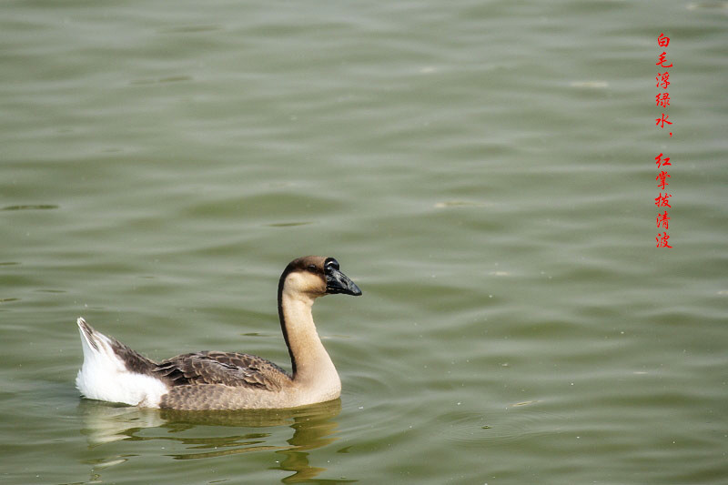 _MG_31862014--8-8-1_.jpg