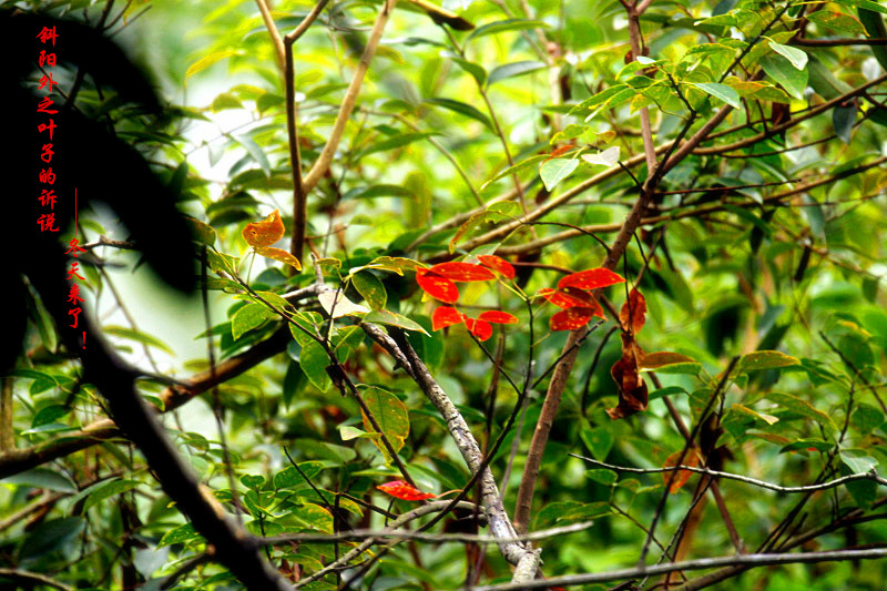 _MG_23692014--8-8-1_.jpg