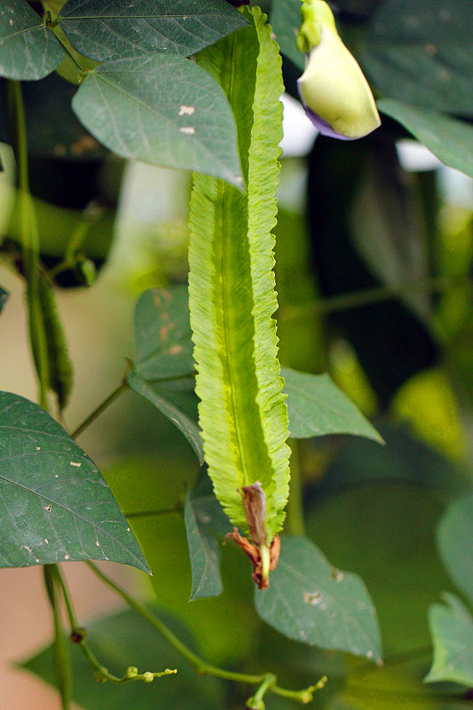 _MG_24562014--8-8-1.JPG