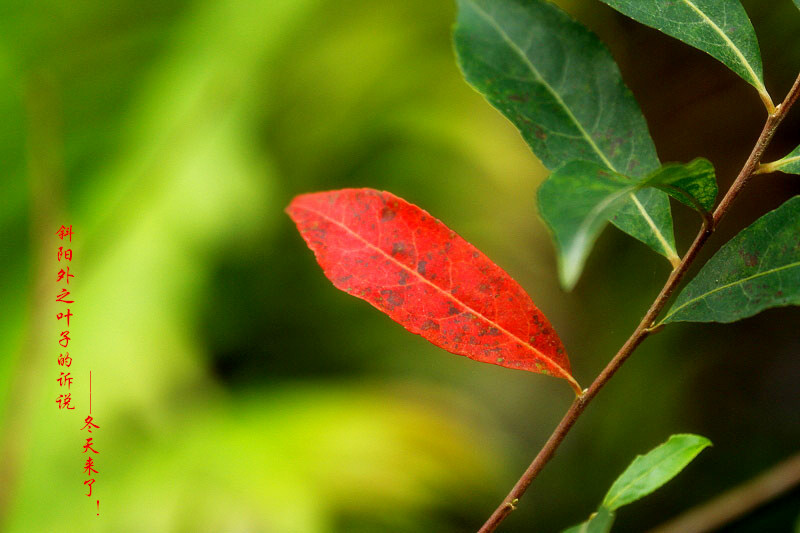_MG_23782014--8-8-1_.jpg