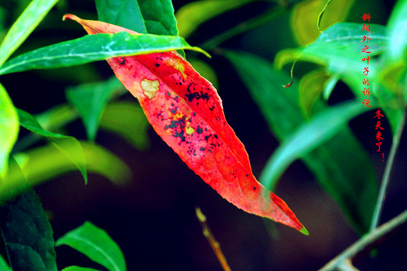 _MG_23912014--8-8-1_.jpg
