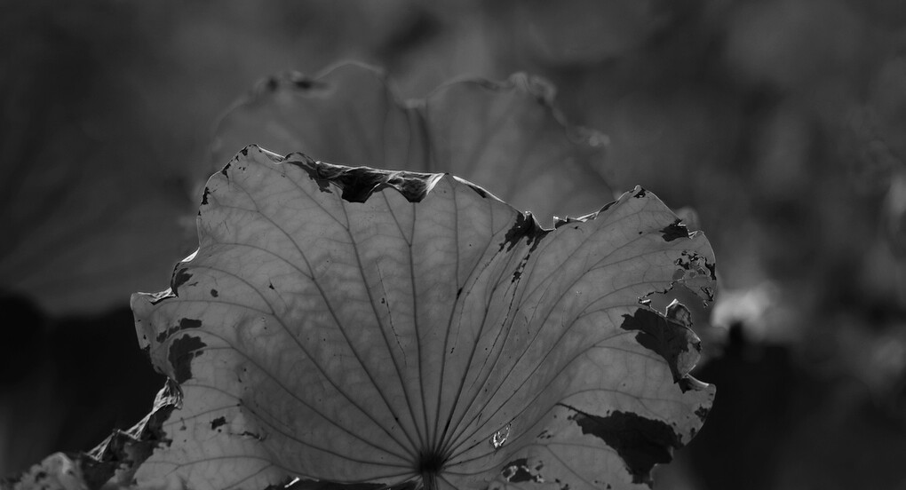 QQͼƬ20141014150933.jpg