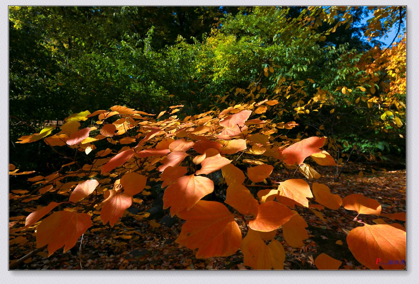 �}�u -11-8-2014��ɫ-1 135-2.jpg