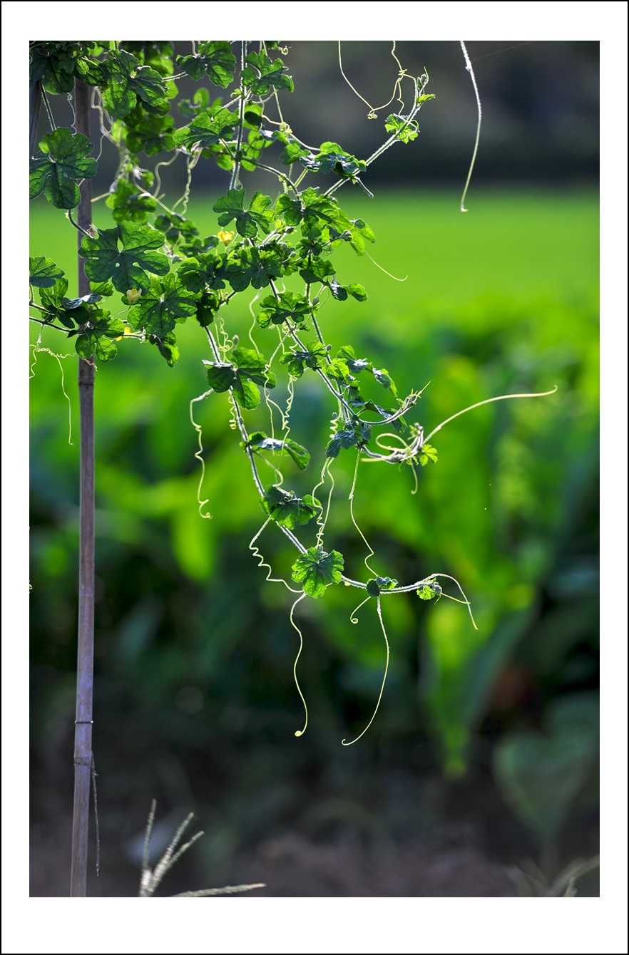 DSC_5214_conew1.jpg
