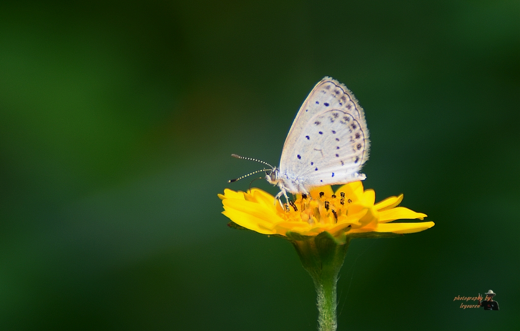 DSC_7906.JPG