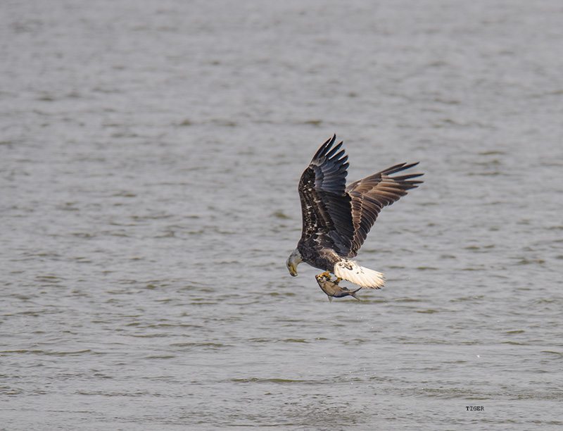 DSC_0719.SS.jpg
